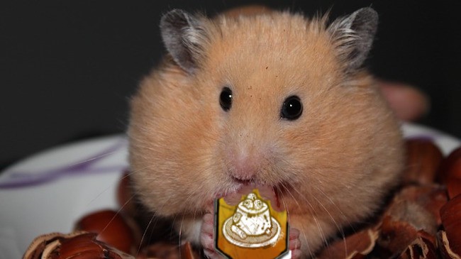 hamster.jpg