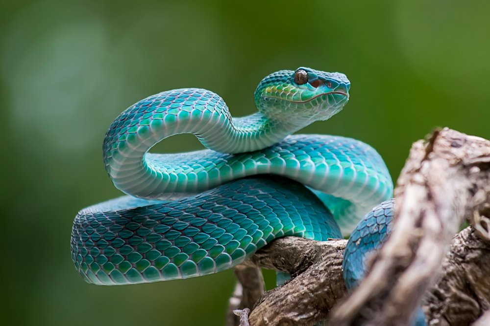 Pretty Snake.jpg