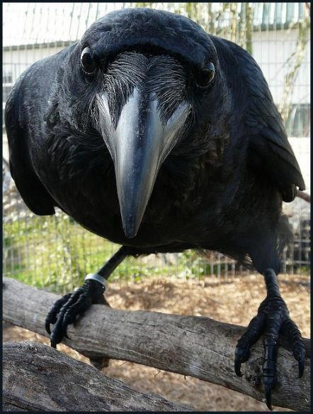 Crow-Face.jpg