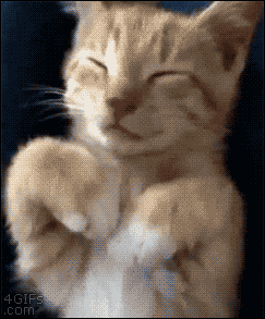 catface.gif