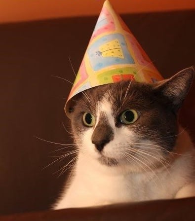 dunce.jpg