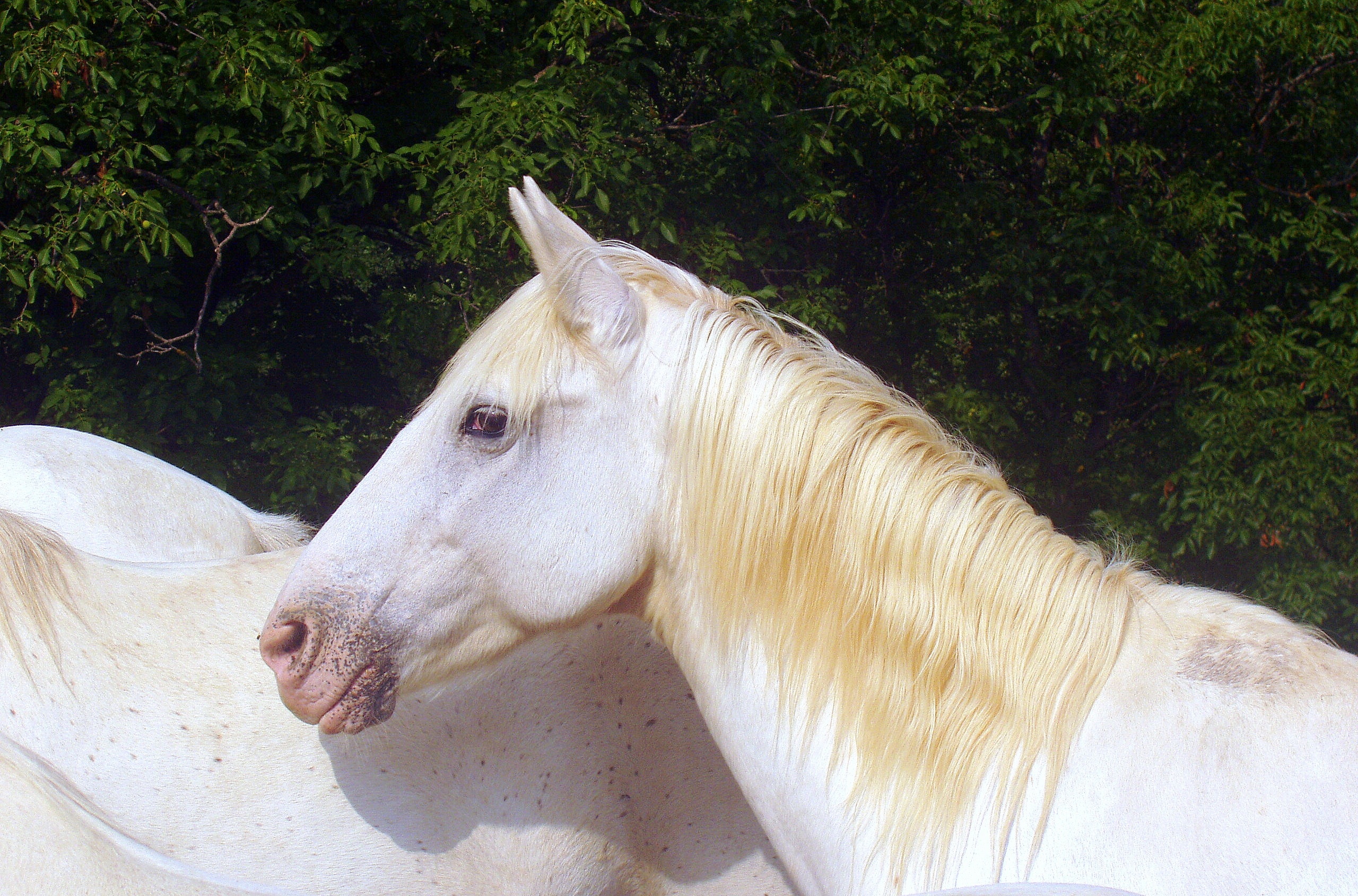 horse-white-animal-crin-eyes-docile-wallpaper.jpg