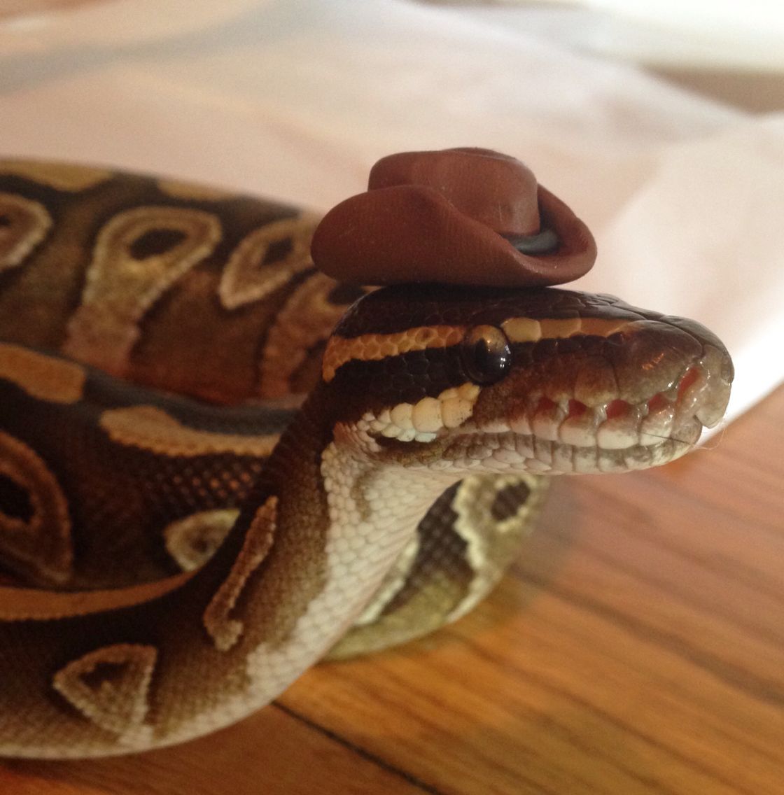 Snake has a Hat.jpg