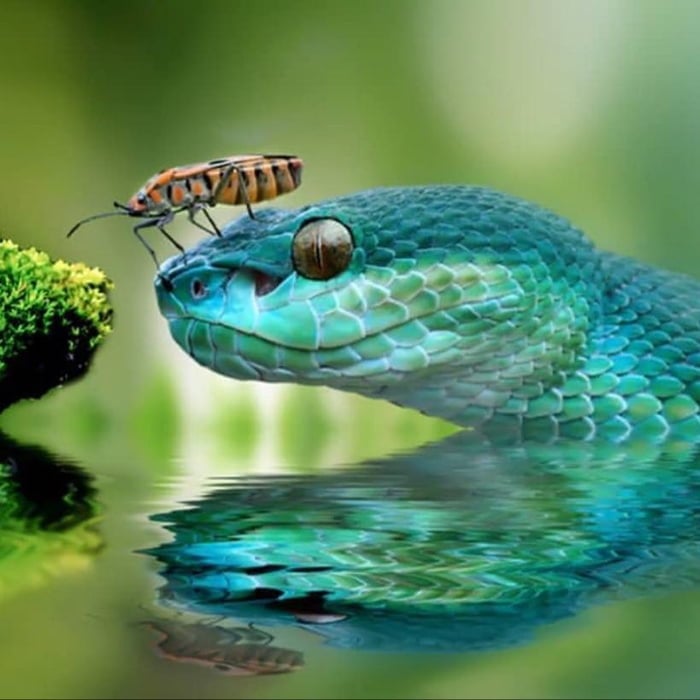 Snake with Bug Buddy.jpg
