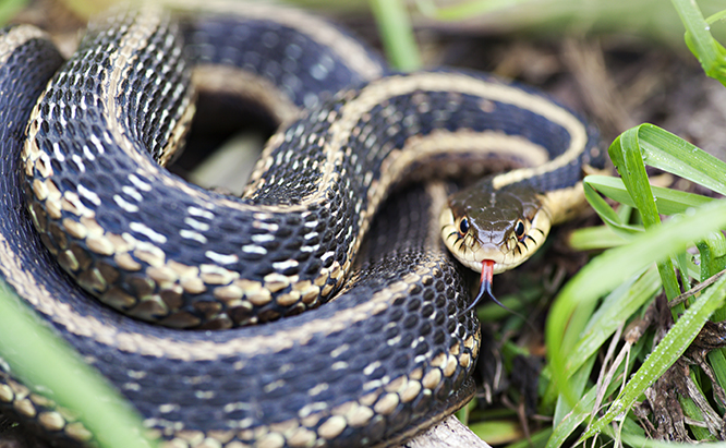 garter-snake.jpg