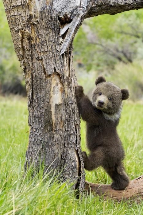 SmolBear.jpg