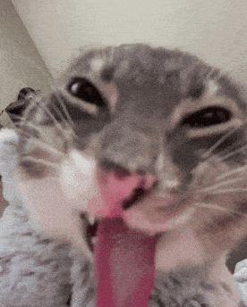 17602167551843346593537025835505.gif